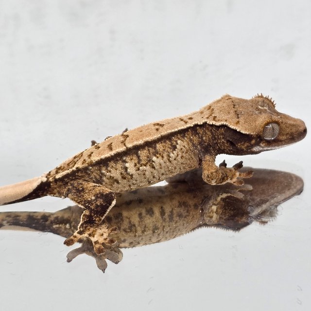 노멀 트라이 익스트림할리퀸