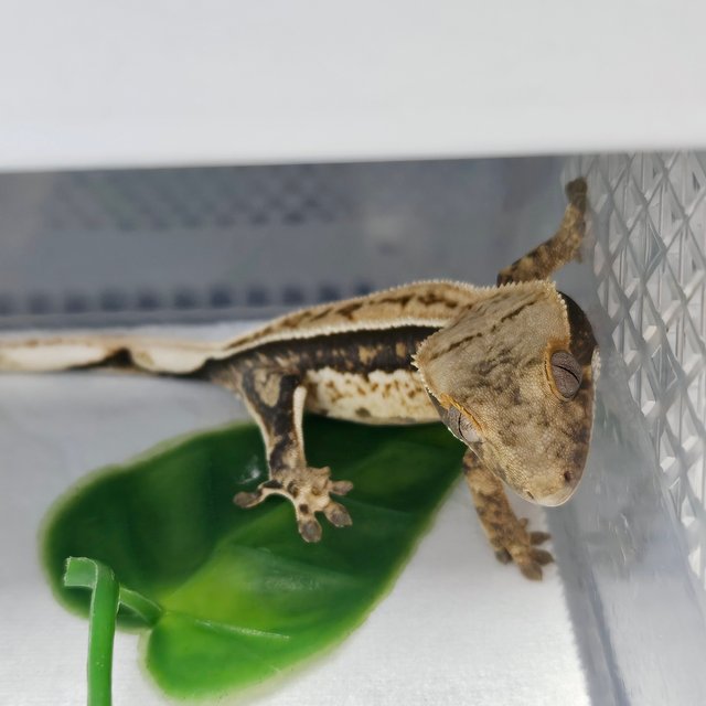 노멀 풀핀 쿼드