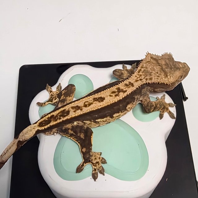 100%헷아잔틱 노멀 풀핀 쿼드