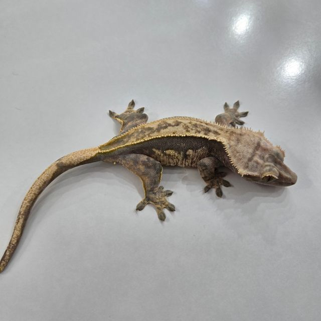 100%헷아잔틱