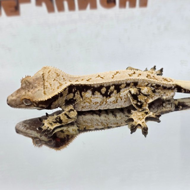 노멀 트라이 드리피 화이트스팟 풀핀