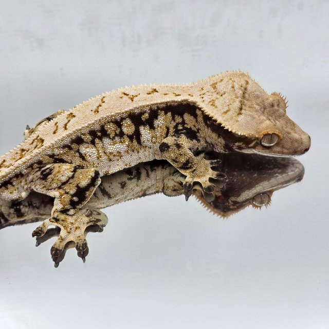 노멀 트라이 드리피 화이트스팟 풀핀