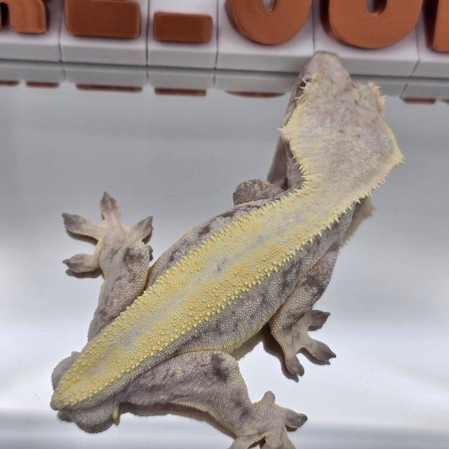 릴리 세이블 솔리드백