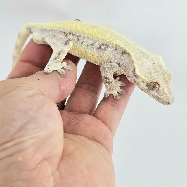 릴리 세이블 솔리드백