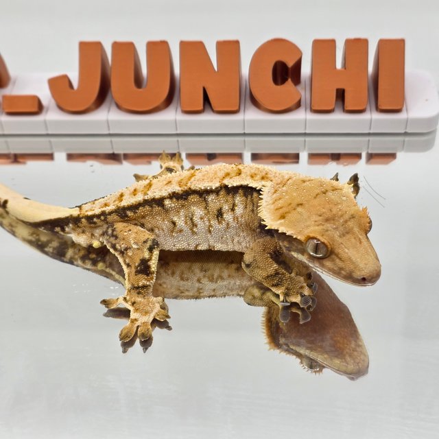 노멀 트라이 화이트스팟