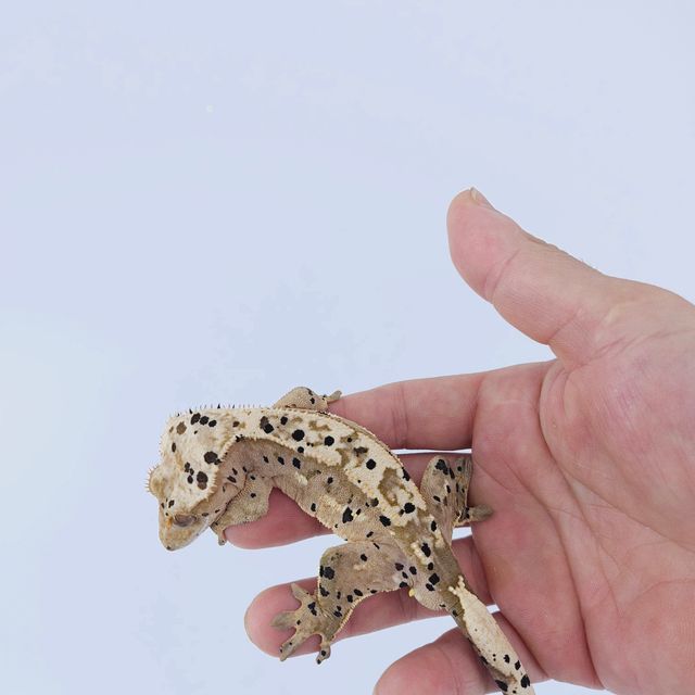 슈퍼달마시안