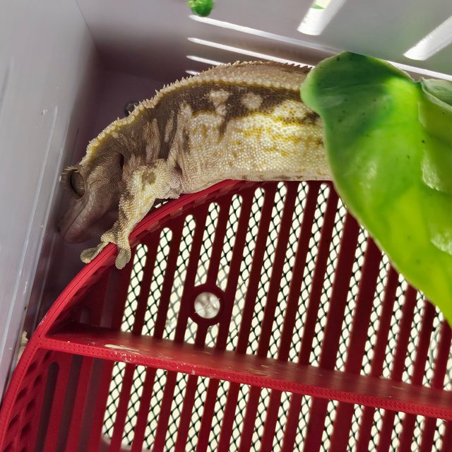 풀핀 핀스트라이프 쿼드