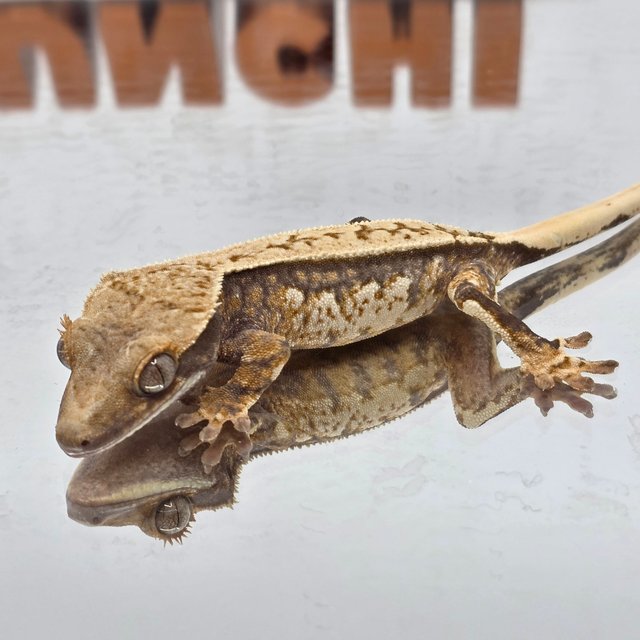 노멀 쿼드 화이트스팟