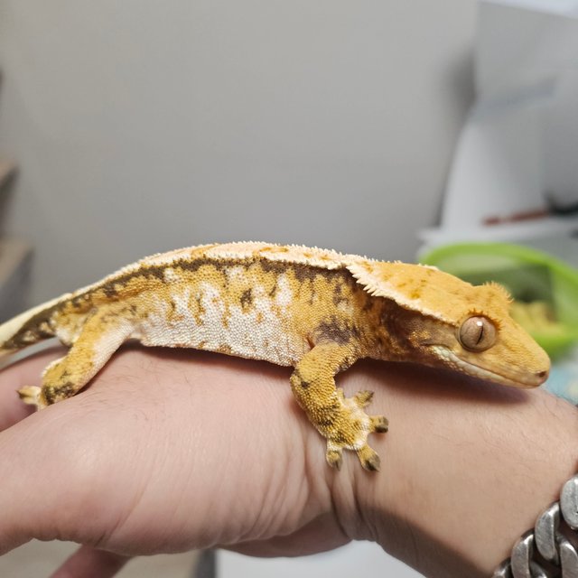 노멀 트라이 화이트스팟