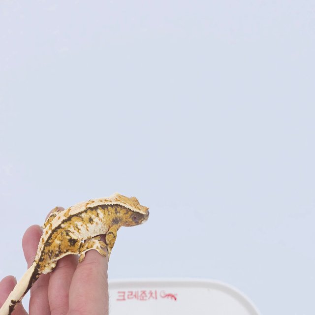 노멀 트라이 화이트스팟