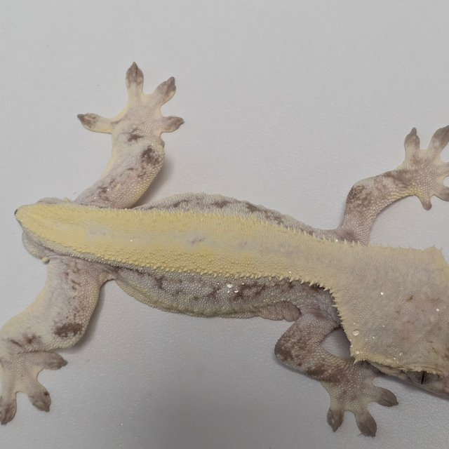 릴리 세이블 솔리드백