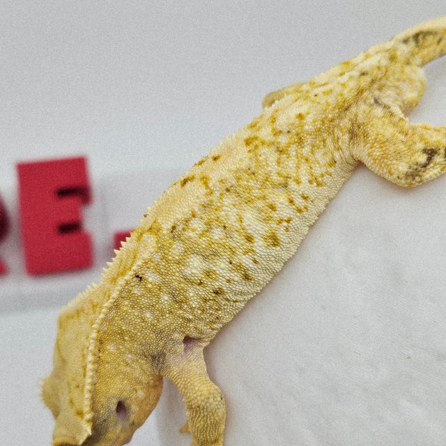 노멀 트라이 익스트림할리퀸 화이트스팟