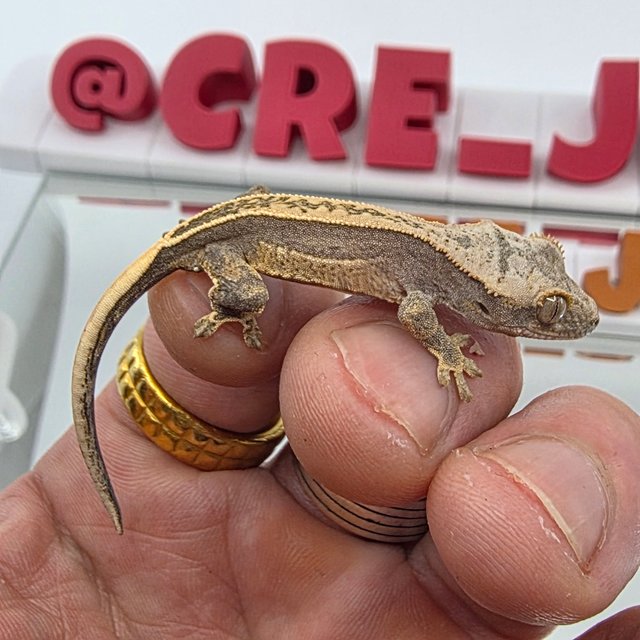 100%헷아잔틱 풀핀 쿼드