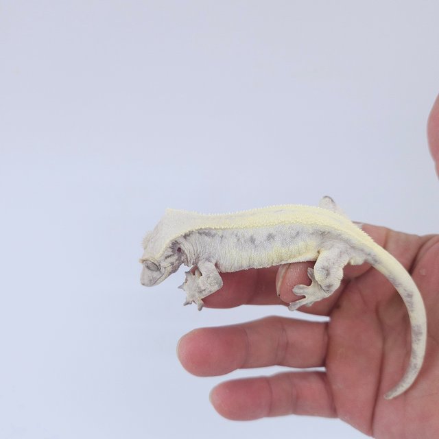 릴리 세이블 솔리드백