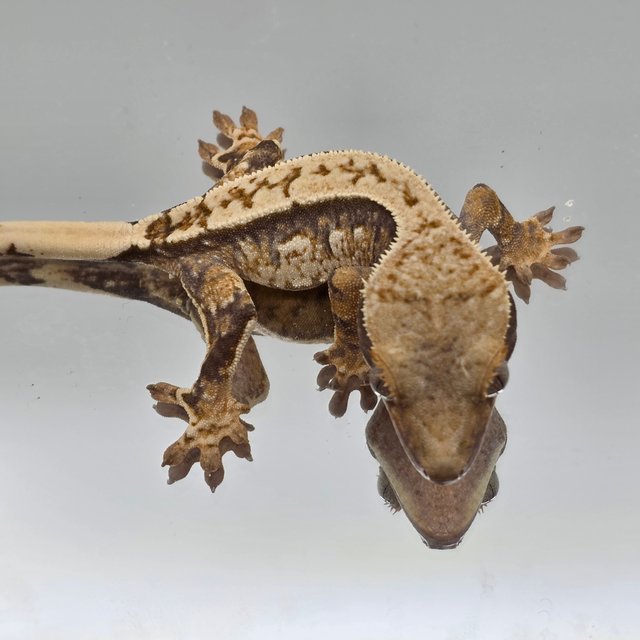 노멀 쿼드 화이트스팟