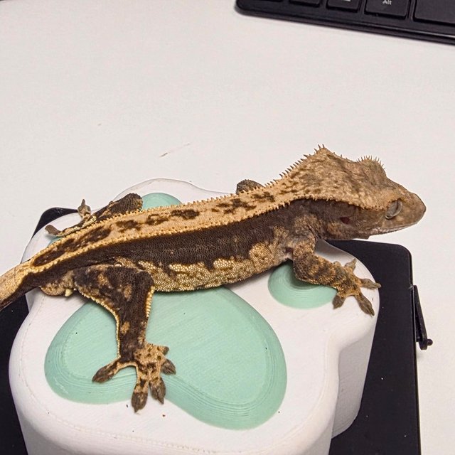 100%헷아잔틱 노멀 풀핀 쿼드