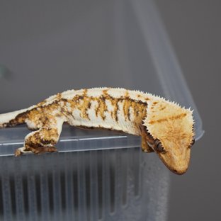 노멀 익스트림할리퀸