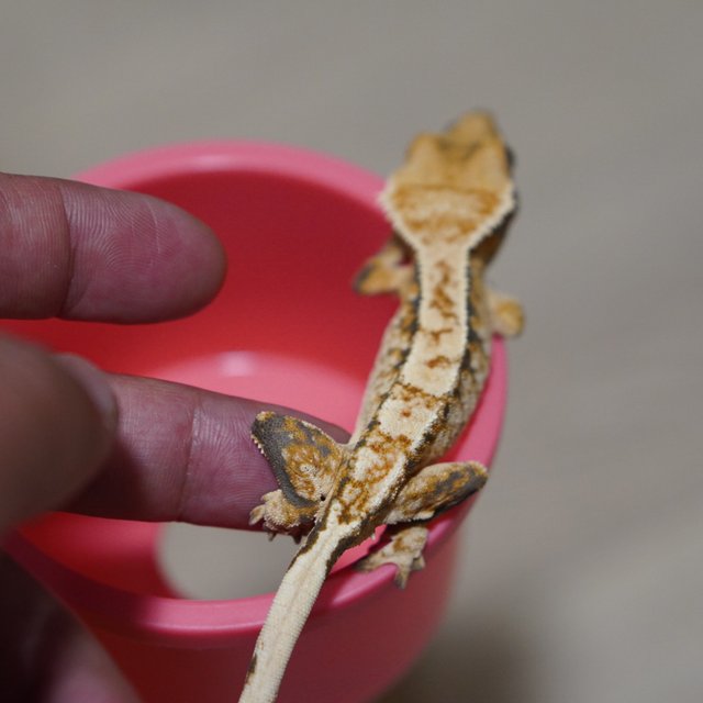 노멀 드리피 화이트스팟 익스트림할리퀸