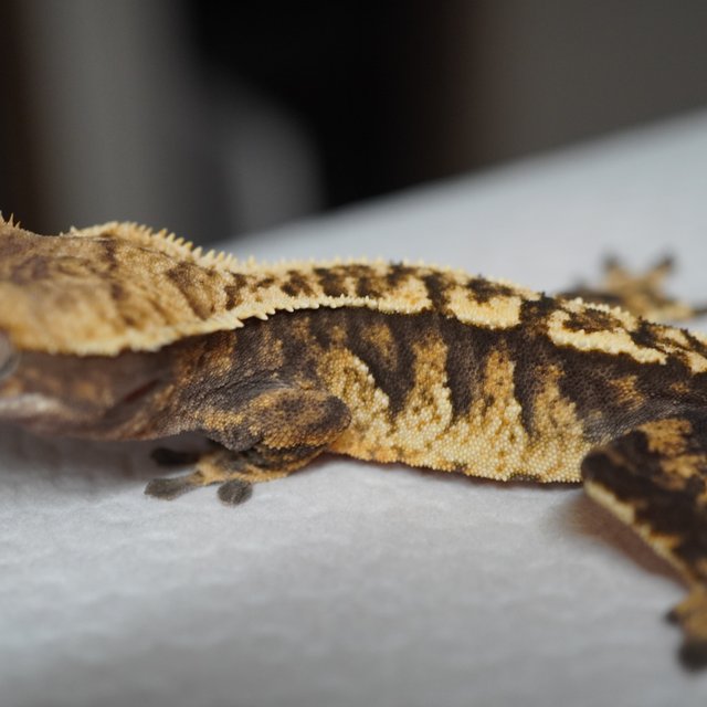 트라이 익스트림할리퀸