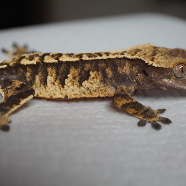 트라이 익스트림할리퀸