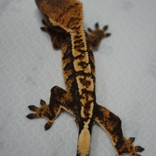 익스트림할리퀸 노멀