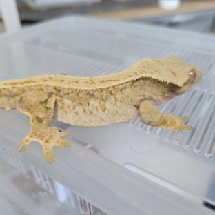 노멀 트라이 화이트스팟