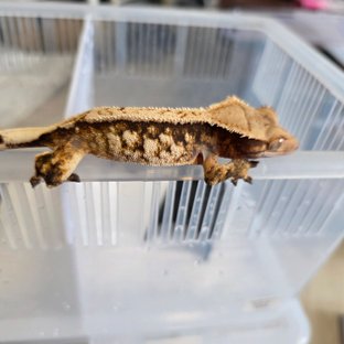 노멀 트라이 핀스트라이프