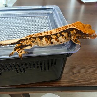 트라이 핀스트라이프