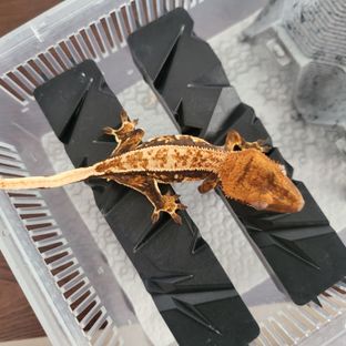 트라이 핀스트라이프 텐저린