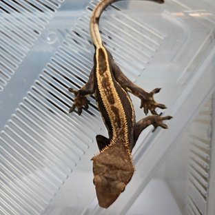 100%헷아잔틱 풀핀