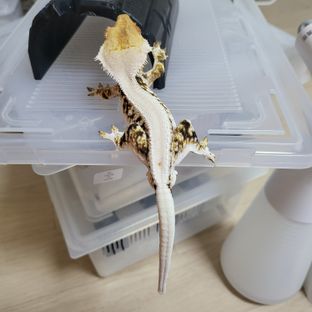 트라이 릴리화이트