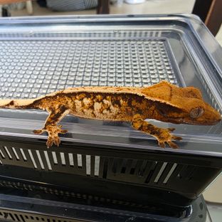노멀 트라이 핀스트라이프