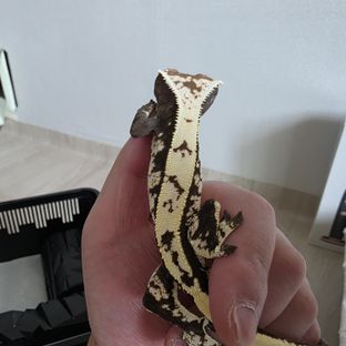 세이블