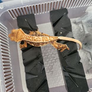 트라이 핀스트라이프 텐저린