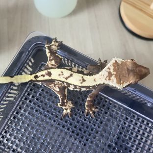 세이블