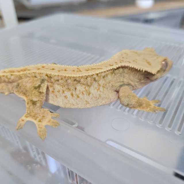 노멀 트라이 화이트스팟