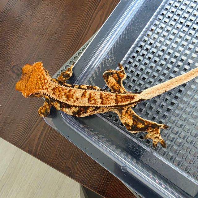 트라이 핀스트라이프