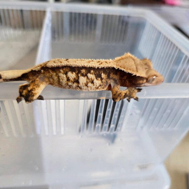 노멀 트라이 핀스트라이프