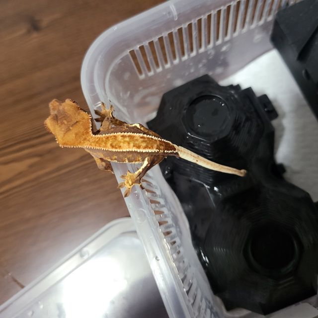 트라이 핀스트라이프
