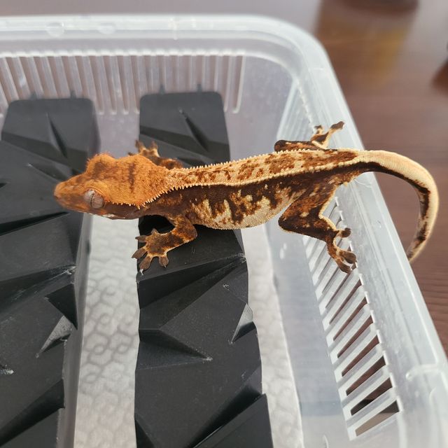트라이 핀스트라이프 텐저린