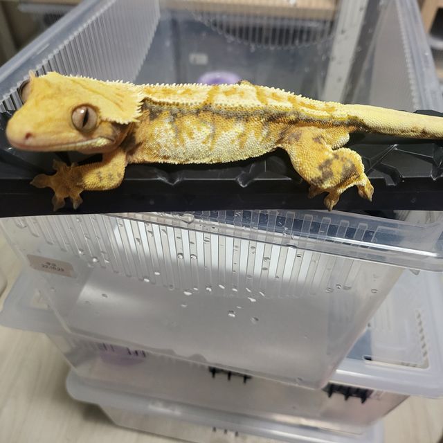 트라이 드리피 텐저린