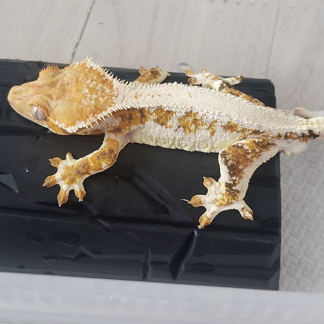 릴리화이트 트라이