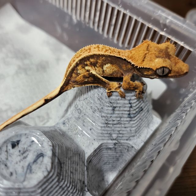 트라이 핀스트라이프
