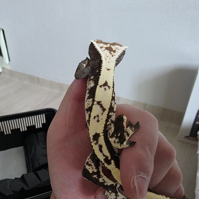 세이블