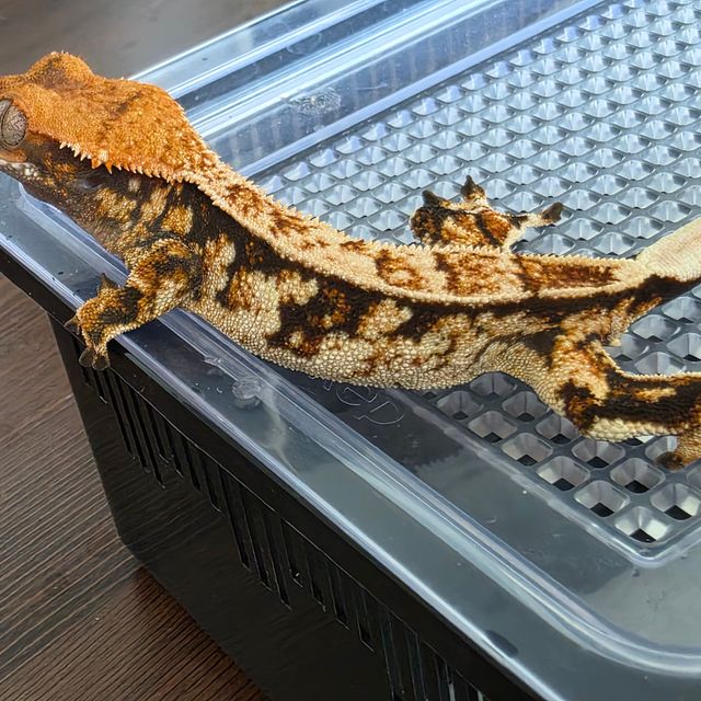 트라이 핀스트라이프
