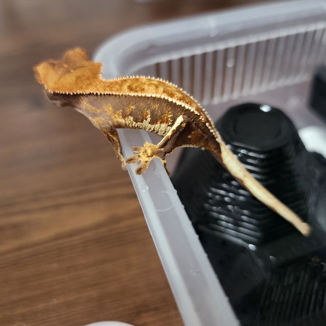 트라이 핀스트라이프