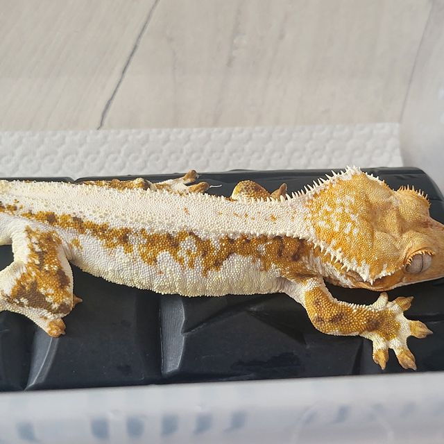 릴리화이트 트라이