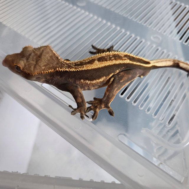 100%헷아잔틱 풀핀