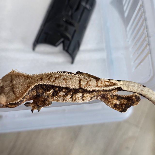 노멀 트라이 핀스트라이프