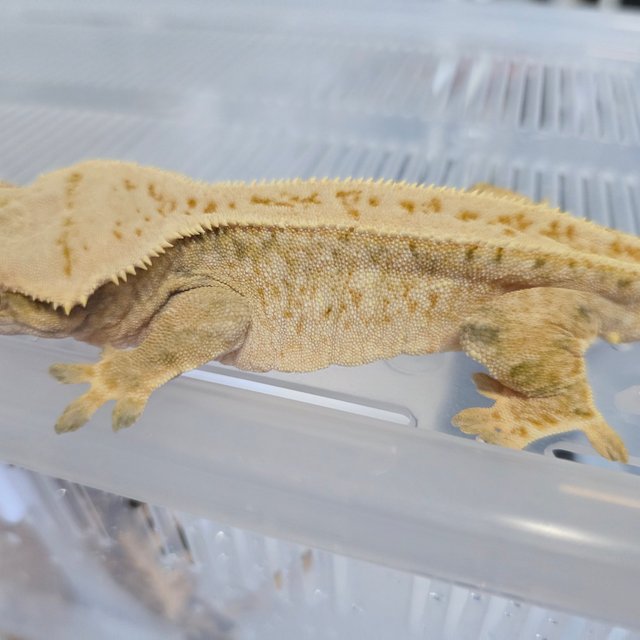 노멀 트라이 화이트스팟